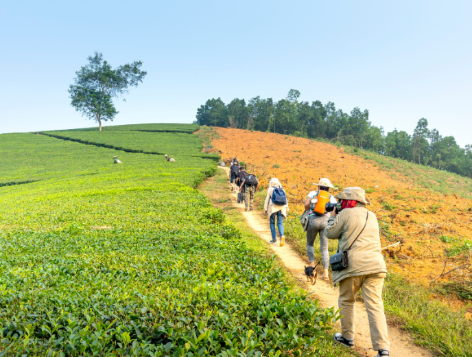 Tea garden walks in Darjeeling