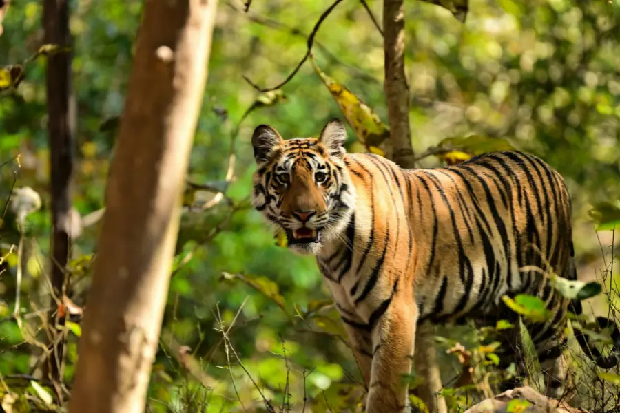 Bengal Safari