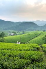 Assam